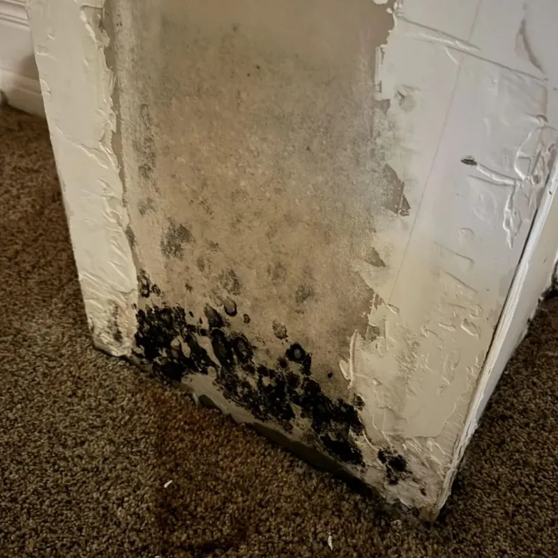Professional Mold Removal in Granite Shoals, TX
